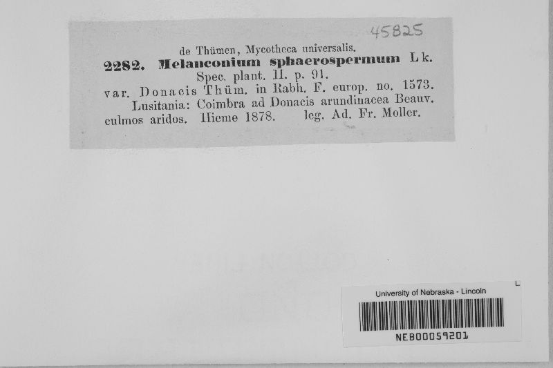Melanconium sphaerospermum var. donacis image