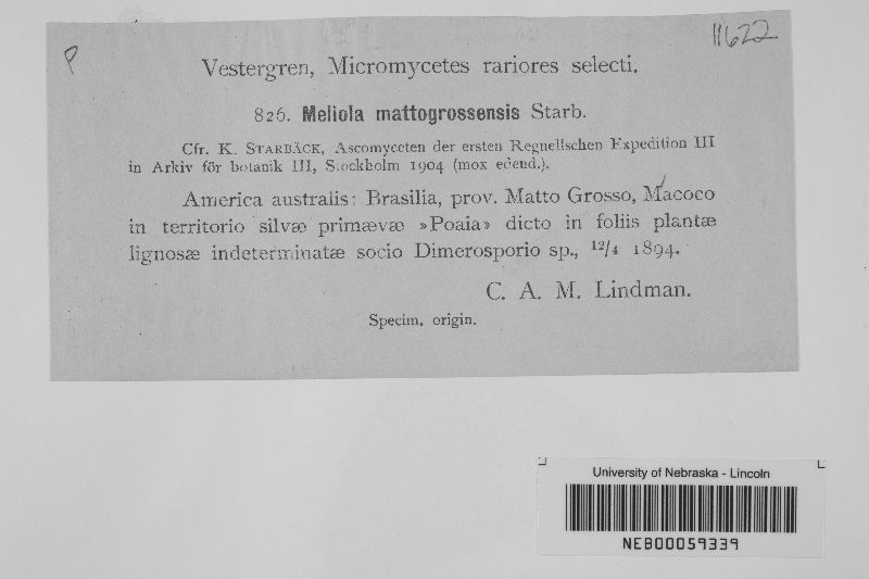 Meliola mattogrossensis image