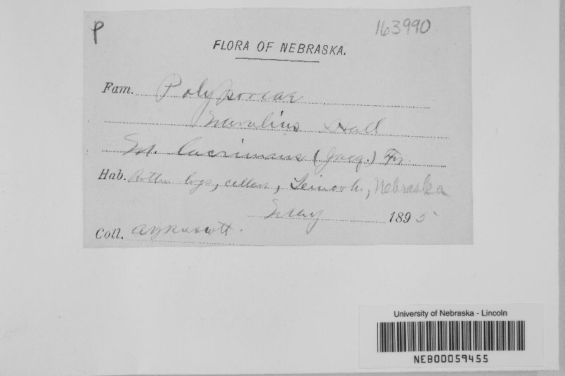 Serpula lacrymans image