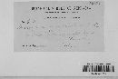 Microsphaera euphorbiae image