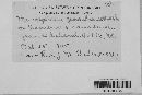 Microsphaera grossulariae image