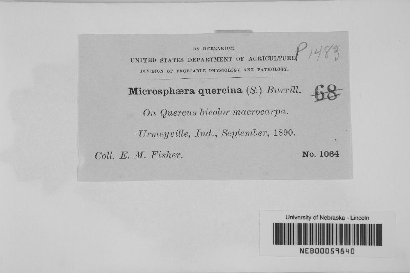 Microsphaera quercina image