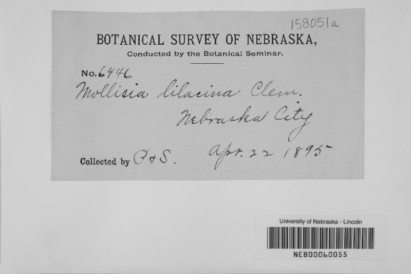 Mollisia lilacina image
