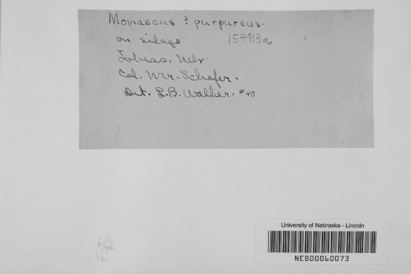 Monascus purpureus image