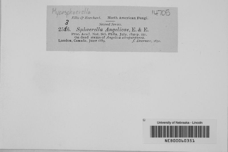 Mycosphaerella angelicae image