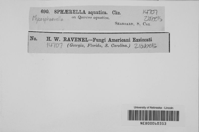 Mycosphaerella aquatica image