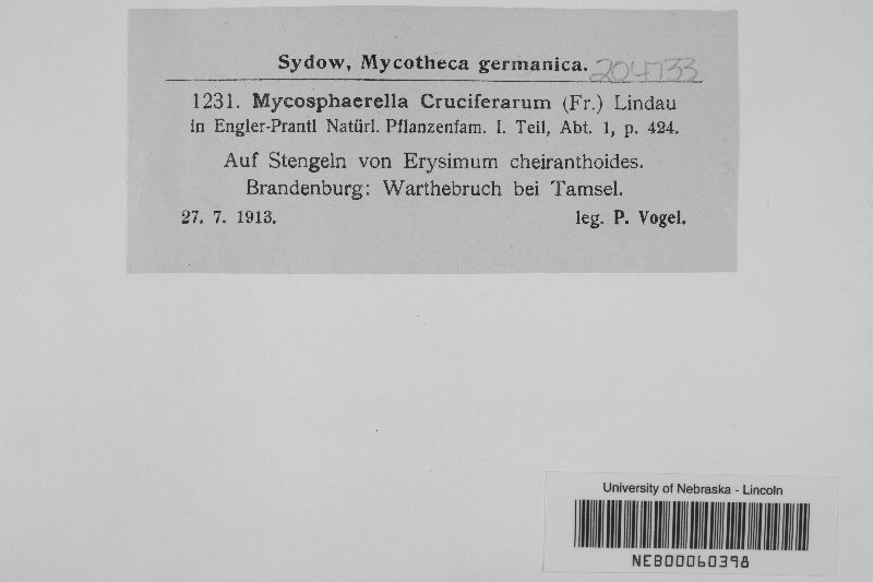 Mycosphaerella cruciferarum image