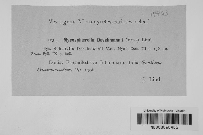 Mycosphaerella deschmannii image