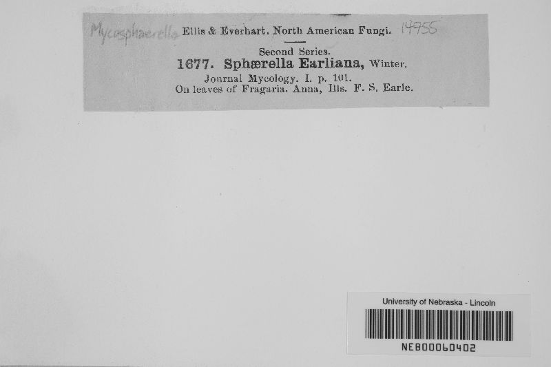 Mycosphaerella earliana image