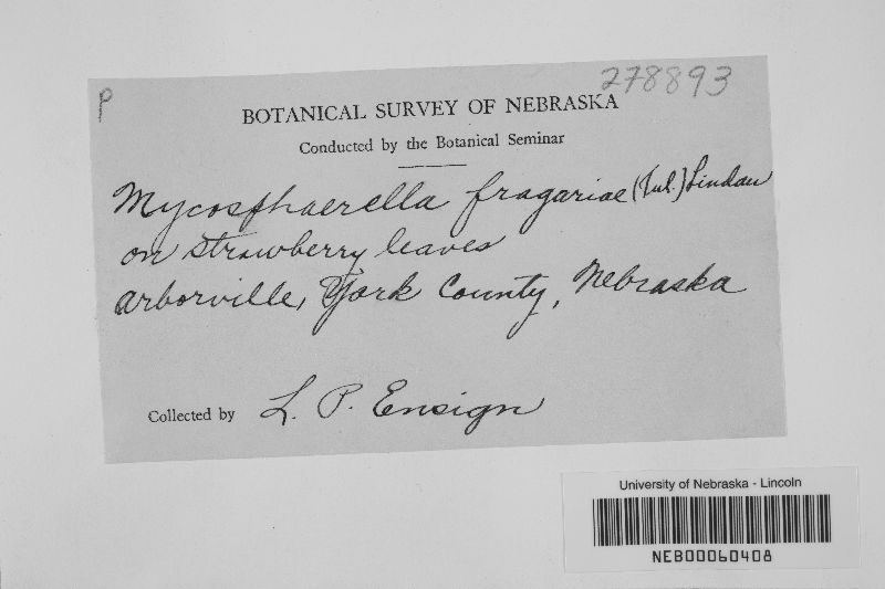 Mycosphaerella fragariae image