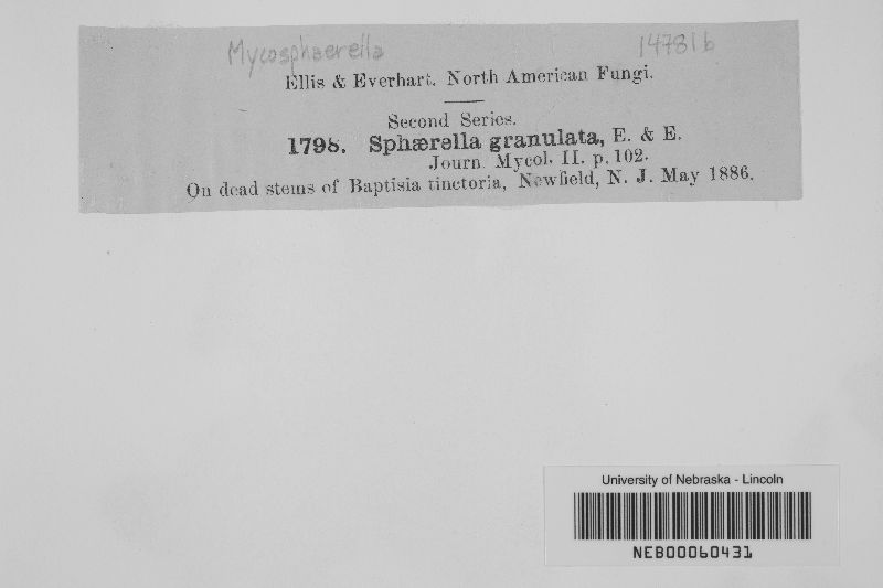Mycosphaerella granulata image