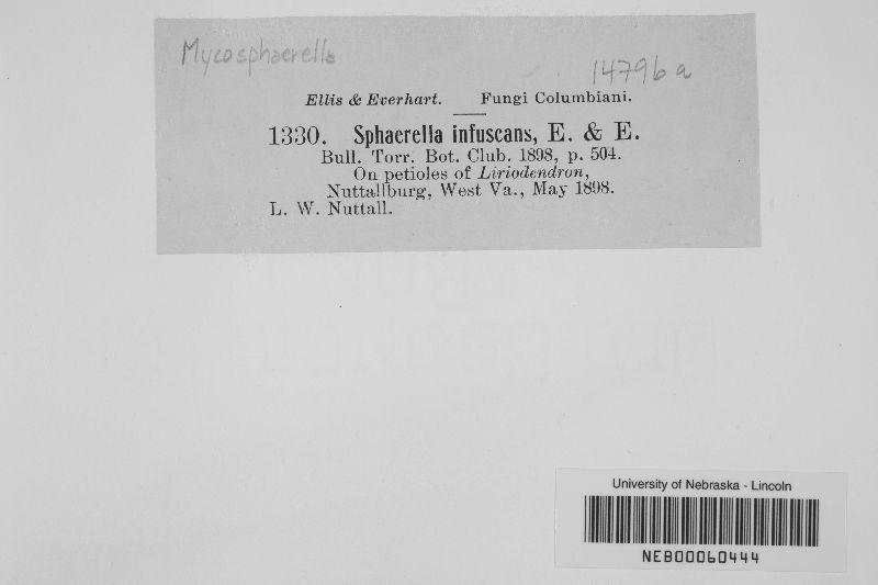 Mycosphaerella infuscans image