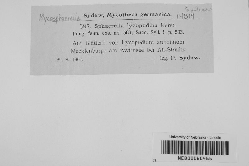 Mycosphaerella lycopodina image