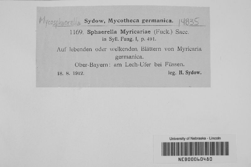 Mycosphaerella myricariae image