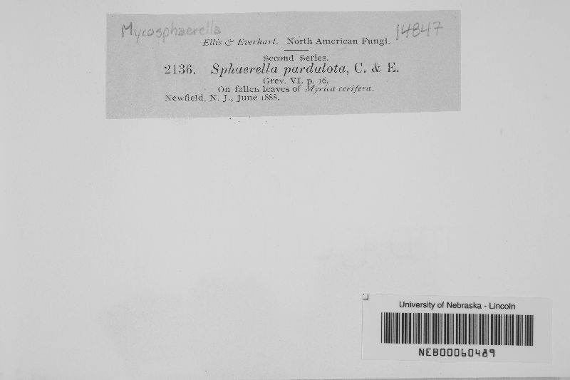 Mycosphaerella pardalota image