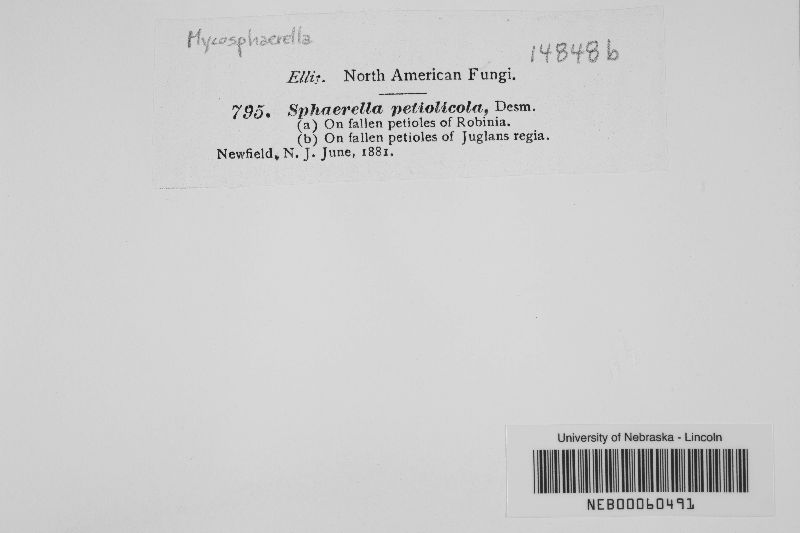 Mycosphaerella petiolicola image