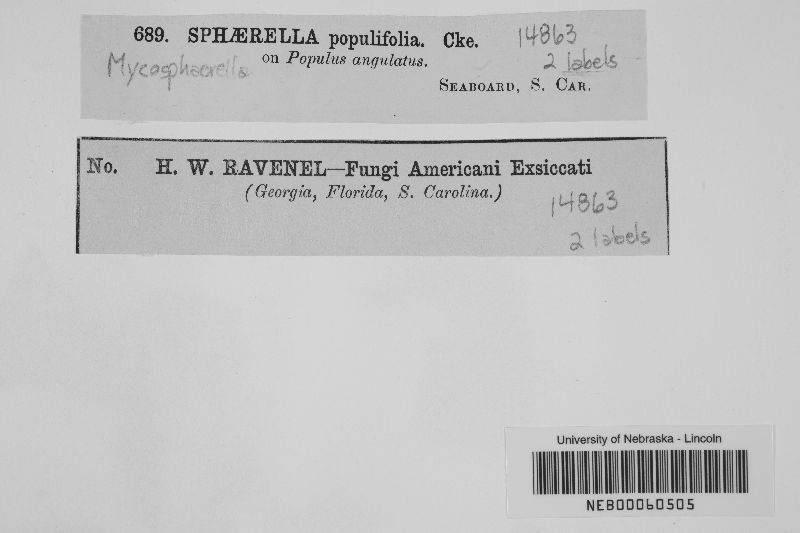Mycosphaerella populifolia image
