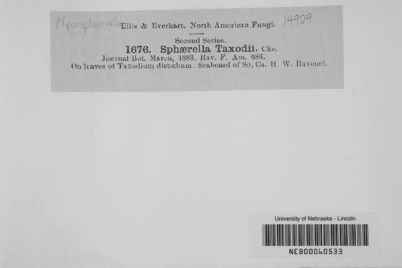 Mycosphaerella taxodii image