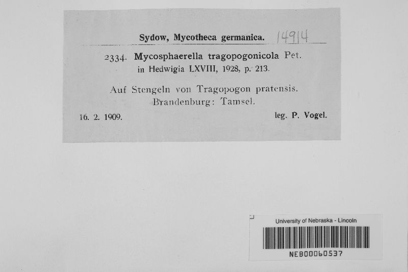Mycosphaerella tragopogonicola image