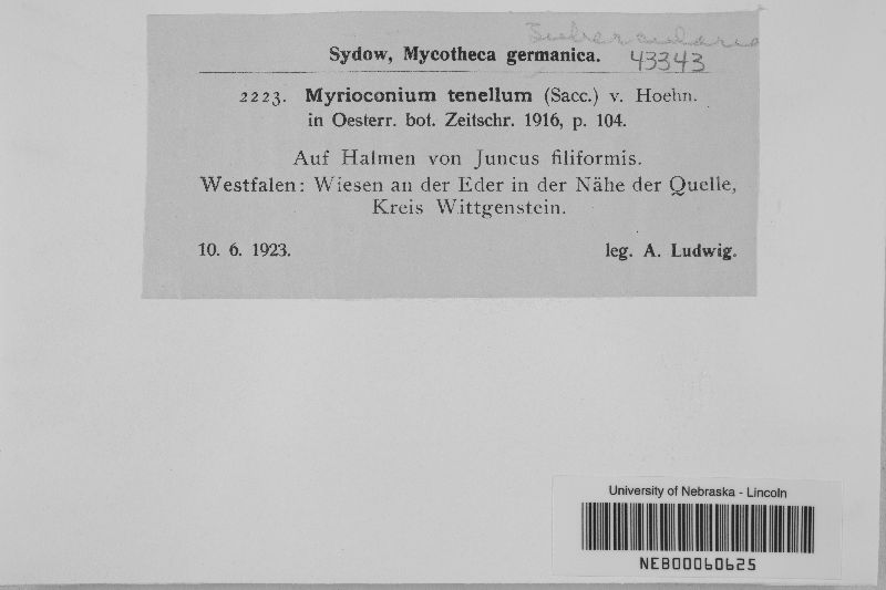 Myrioconium tenellum image
