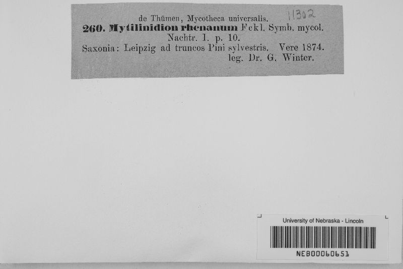Mytilinidion rhenanum image
