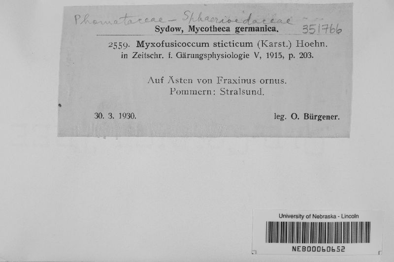 Myxofusicoccum sticticum image
