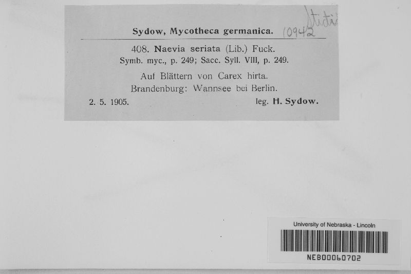 Diplonaevia seriata image
