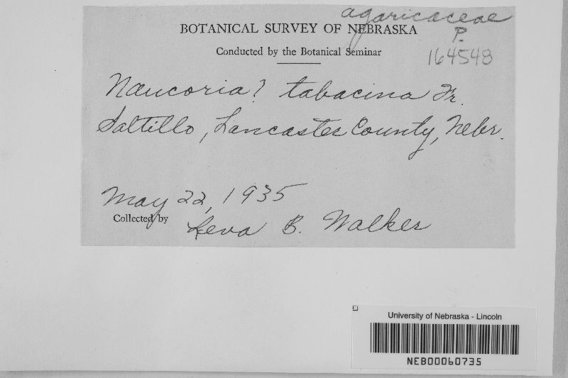 Naucoria tabacina image