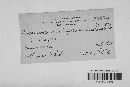 Neocosmospora vasinfecta image