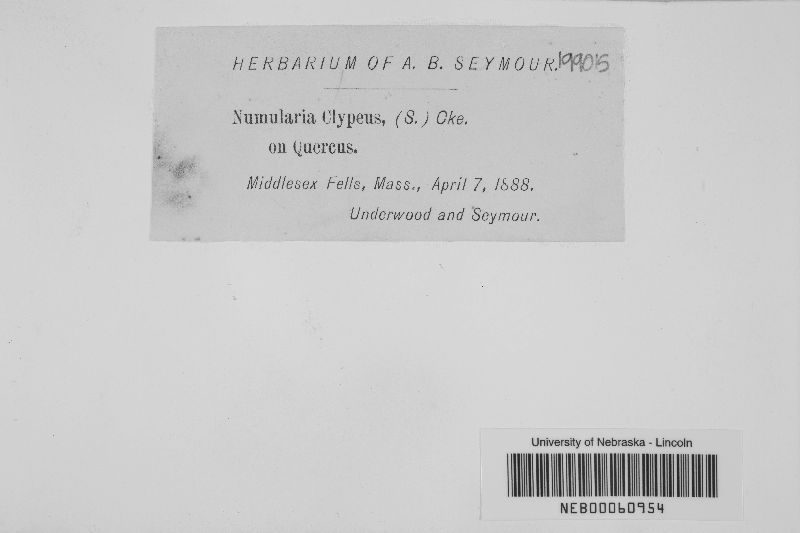 Biscogniauxia mediterranea var. mediterranea image