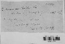 Blumeria graminis image