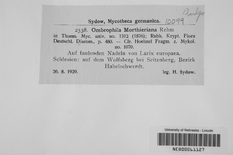 Ombrophila morthieriana image