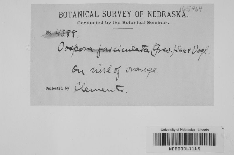Oospora fasciculata image