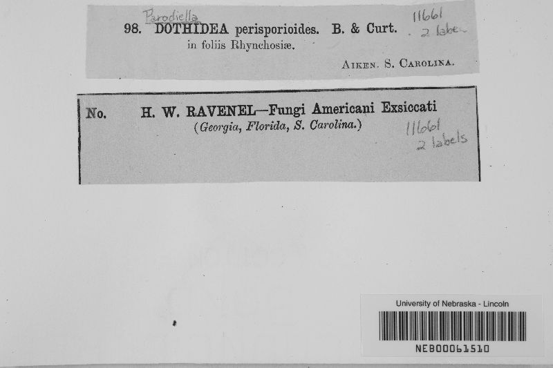 Parodiella perisporioides image
