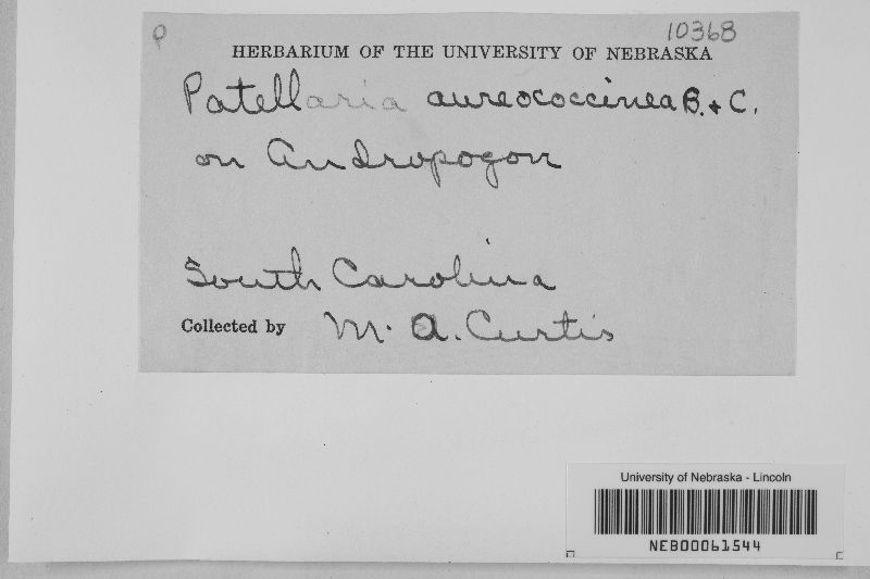 Patellaria aureococcinea image