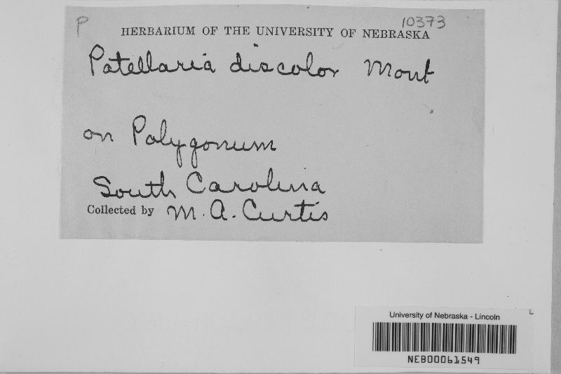 Mollisia discolor image