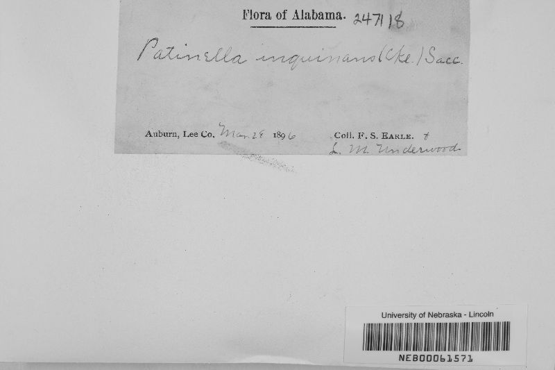 Patinella inquinans image