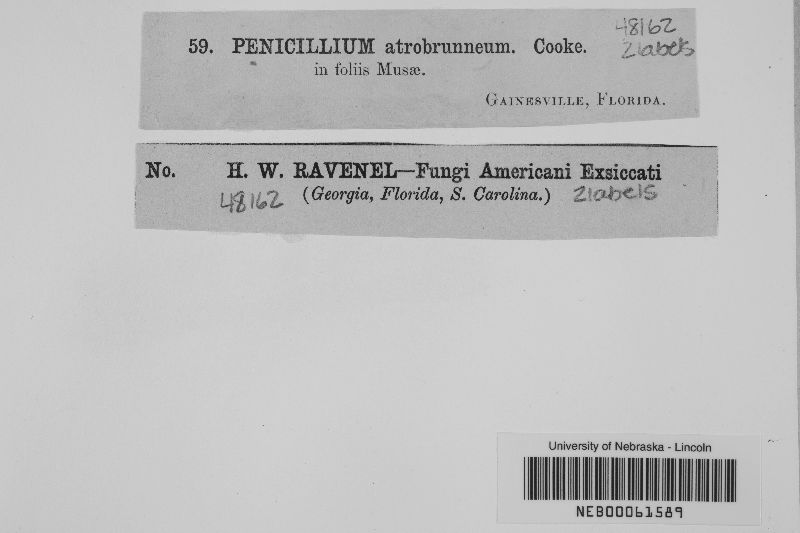 Penicillium atrobrunneum image