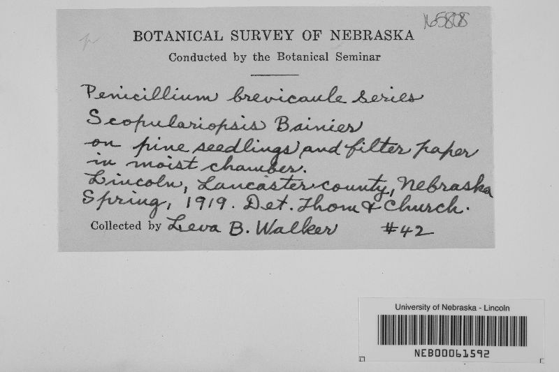 Microascus brevicaulis image