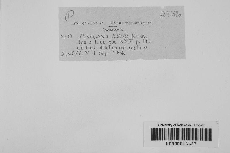 Peniophora versiformis image