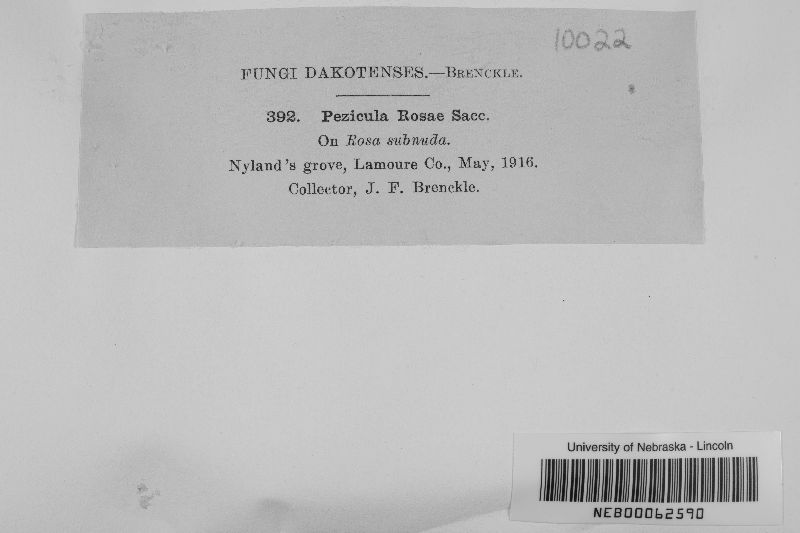 Pezicula rosae image