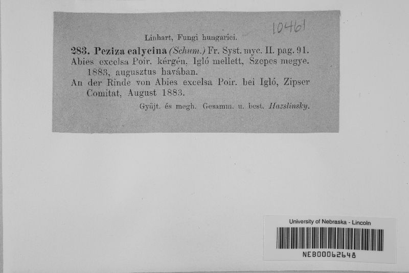 Lachnellula calycina image