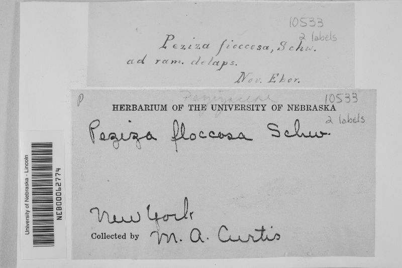 Peziza floccosa image