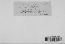 Discina ancilis image