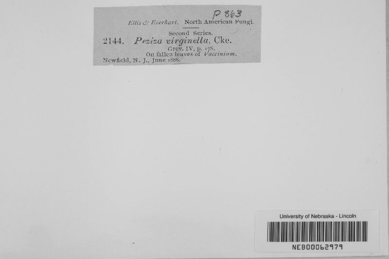 Peziza virginella image