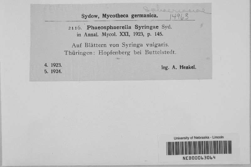 Phaeosphaerella syringae image