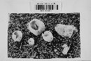 Phleboscyphus radicatus image
