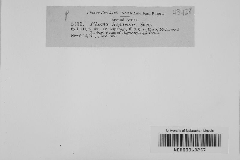 Phoma asparagi image