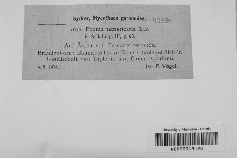 Phoma tamaricaria image