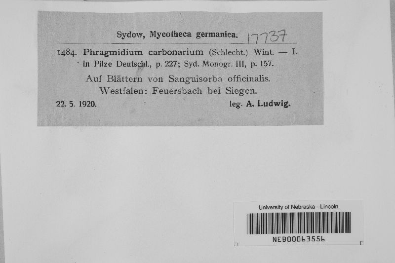 Phragmidium carbonarium image